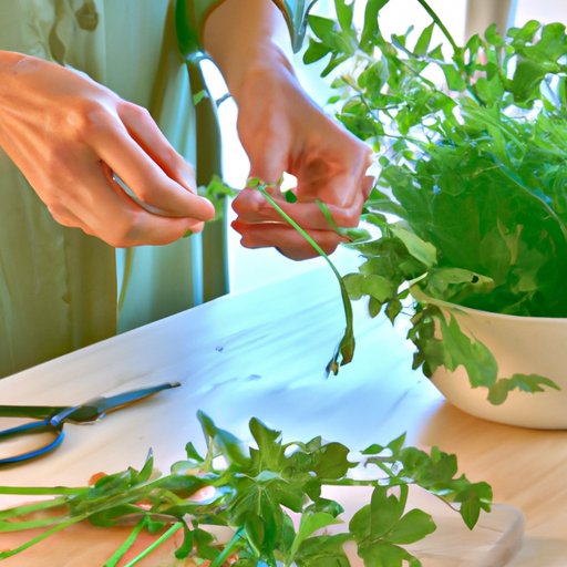 The Complete Guide to Growing Cilantro: Tips and Tricks for a Bountiful Harvest
