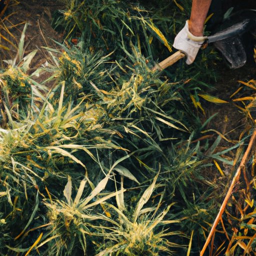 Harvesting Hemp for CBD: Maximizing Yield and Potency