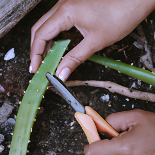 5 Easy Steps to Propagate Aloe: A Beginner’s Guide to Sustainable Gardening