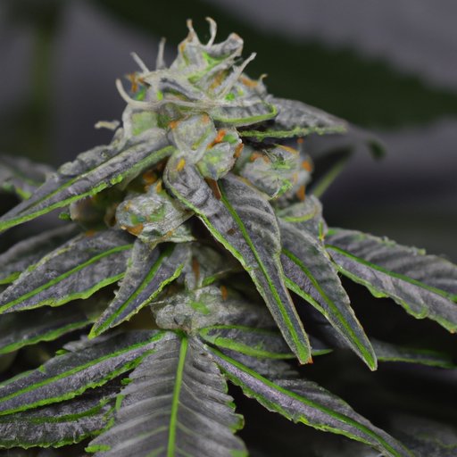 Is CBD and Delta-8 the Same?: Understanding the differences and what you need to know