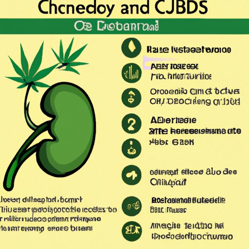 Is CBD Bad for Kidneys? Debunking Common Myths and Understanding the Facts