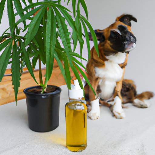Is Hemp The Same As CBD For Dogs? A Comprehensive Guide