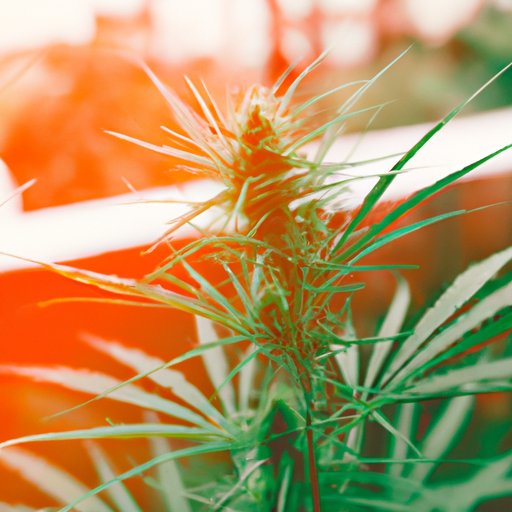 Is it Illegal to Grow CBD Plants in Texas? Legal Status and Guidelines