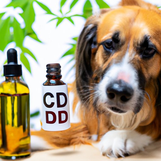 What Does CBD do to Dogs: A Comprehensive Guide for Pet Owners