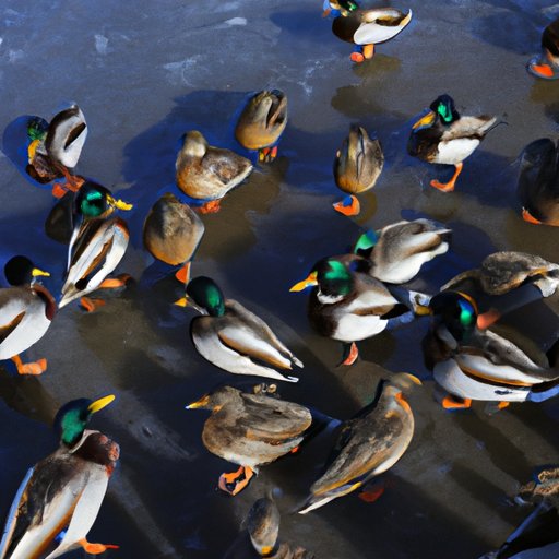 The Fascinating World of Avian Language: Exploring What a Group of Ducks is Called
