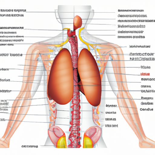 The Atrium: Anatomy, Function, and Significance in Medicine, Architecture, and History