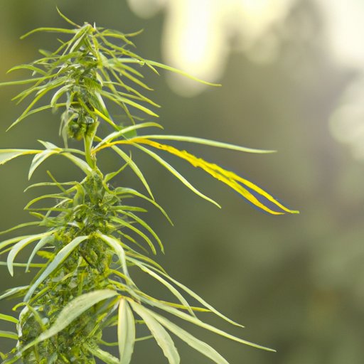 Exploring CBD Hemp Flower: A Beginner’s Guide to Benefits, Effects, and Usage