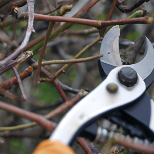 The Art of Pruning: A Comprehensive Guide to Maintain Healthy Plants and Attractive Landscapes