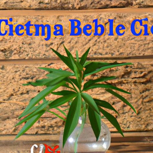 CBD vs Delta 8: Understanding the Differences and Which is Better for You