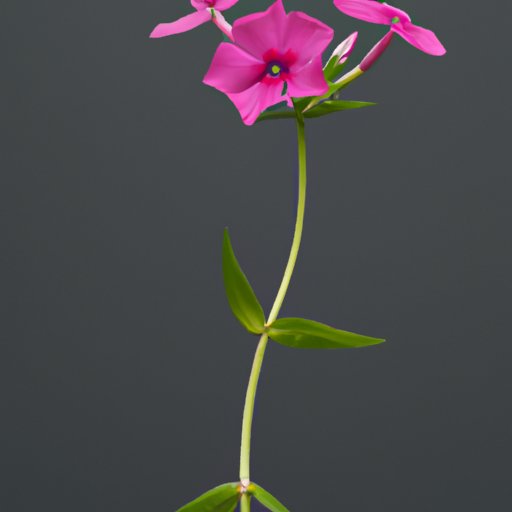 The Charm of Being a Wallflower: Why Introversion is a Strength