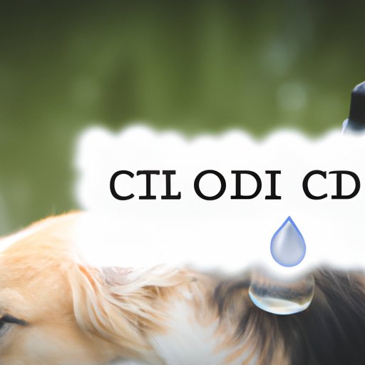 Where Can I Buy CBD Oil for Dogs In Store? A Comprehensive Guide