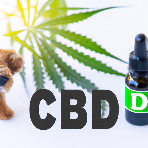 Where Can I Get CBD for Dogs: A Guide to Finding High-Quality Products