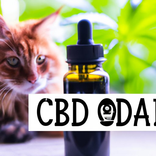 Where to Buy CBD Oil for Cats: A Comprehensive Guide