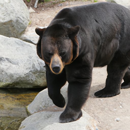 The Ultimate Debate on Which Bear is Best: Comparing Polar, Grizzly, Brown, Black, Panda, and Sloth Bears