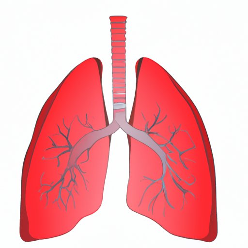 Which Body Cavity Contains the Lungs? Understanding the Respiratory System