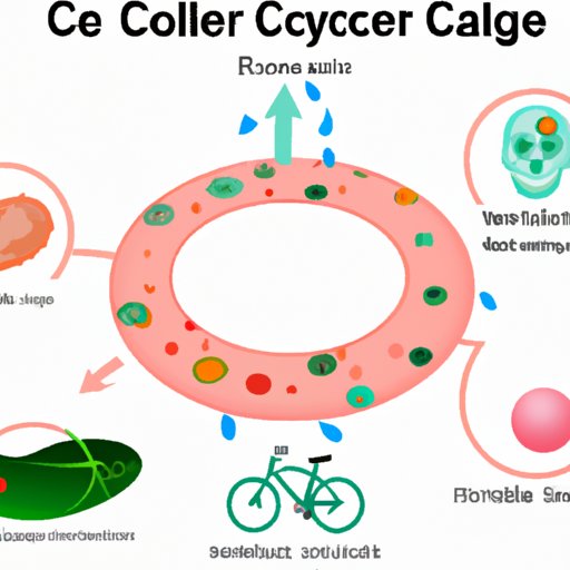 Can Disrupting the Cell Cycle Help Fight Cancer?