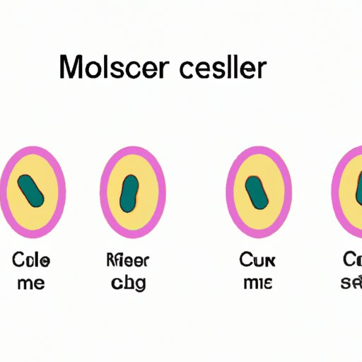 Understanding Meiosis: The Production of Gametes Explained