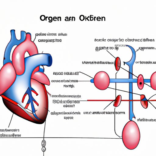 Which Chambers of the Heart Contain Oxygenated Blood: Understanding the Pathway of Oxygen in the Heart