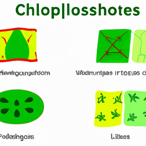 The Powerhouse of Photosynthesis: Everything You Need to Know About Chloroplasts