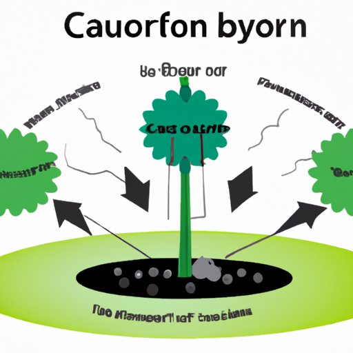 The Comprehensive Guide to Understanding the Carbon Cycle Processes