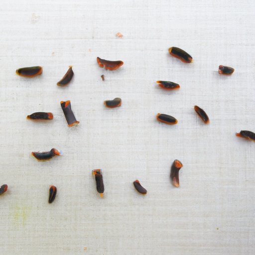 The Top 5 Seeds That Travel on the Wind: Understanding How Wind Dispersal Works