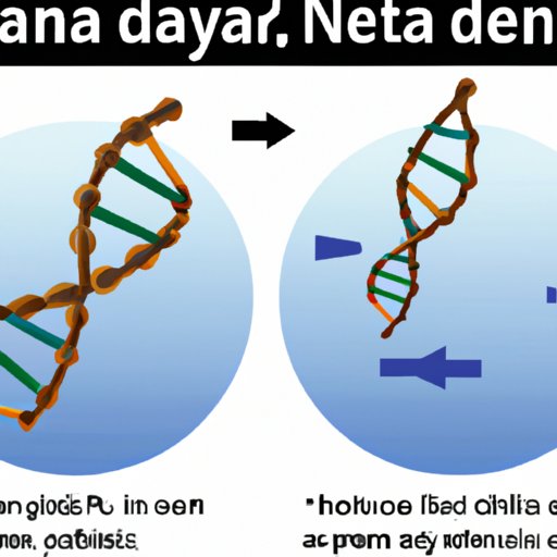 The Truth Behind DNA Replication: Debunking One Common Myth