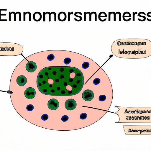 The One Structure Not Part of the Endomembrane System: Exploring its Role in Cellular Biology
