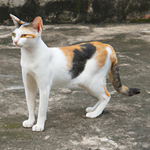 Why Are Calico Cats Female?