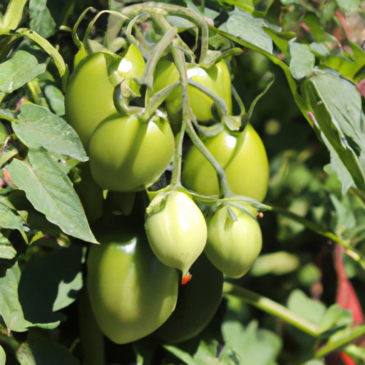 Why Are My Tomatoes Not Turning Red? Common Reasons and Solutions