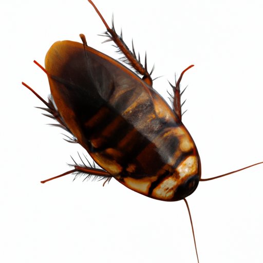 The Fascinating History Behind the Name ‘Cockroach’