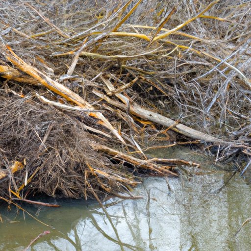 Why Do Beavers Build Dams: Uncovering the Mysteries Behind Their Behavior