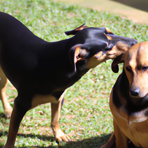 The Science of Dogs’ Ear Licking Behavior: Understanding the Motivations and Communication Techniques