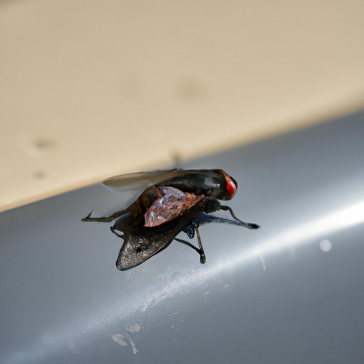 Why Do I Have Flies in My House? Tips, Remedies, and Prevention Strategies