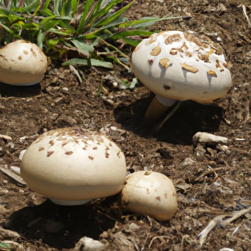 Why Do Mushrooms Grow in My Yard and What You Need to Know?