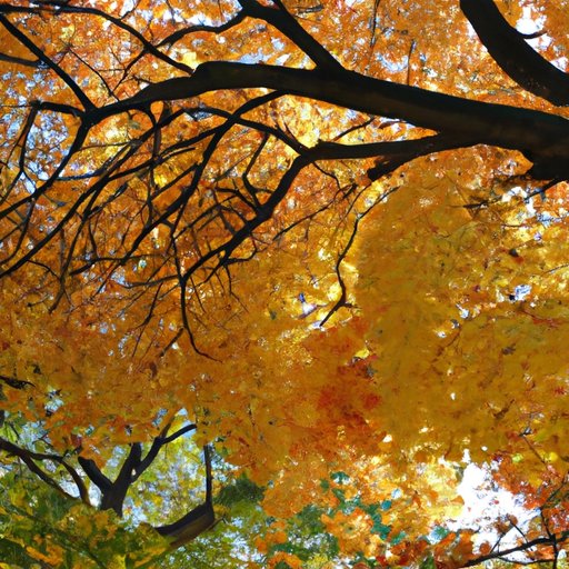 Why Do Trees Lose Their Leaves: An Exploration Into Nature’s Cycle