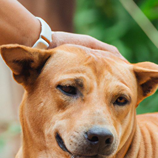 Why Does My Dog Scratch So Much? Understanding the Causes and Solutions