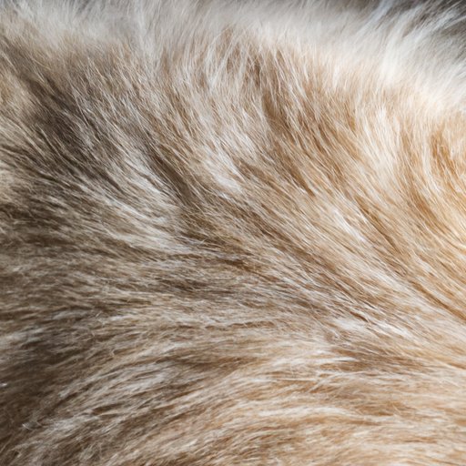 Why Has My Cat’s Fur Gone Lumpy? Understanding the Common Causes and Remedies