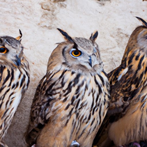 What is a Group of Owls Called? Exploring the Mysteries and Meanings Behind Their Name