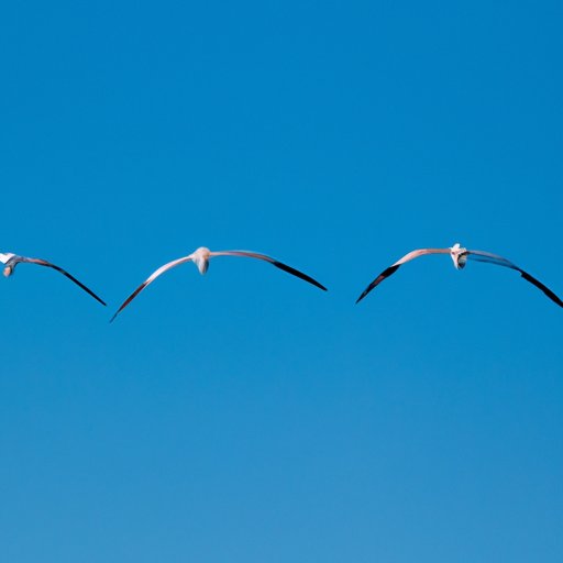 The Art of Flying Backwards: Exploring the Fascinating World of Reverse-Flying Birds