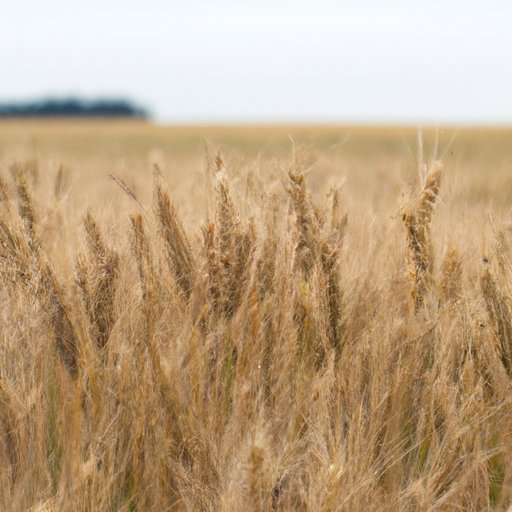 Bushel is How Many Pounds: Understanding the Conversion and Its Importance for Farmers and Buyers