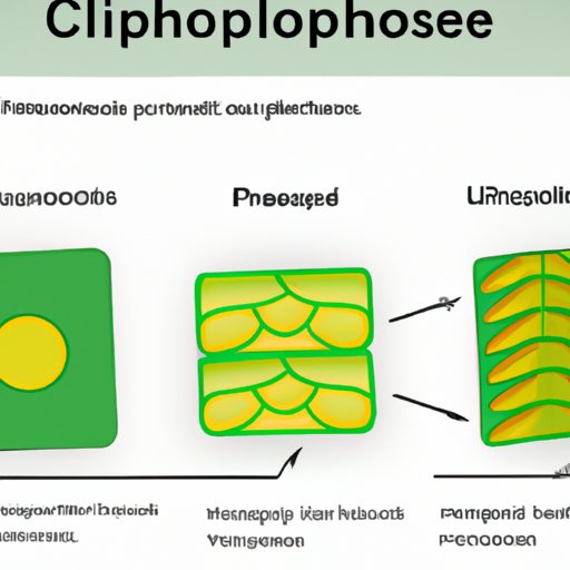 Inside the Chloroplast: Understanding the Location of Chlorophyll Molecules