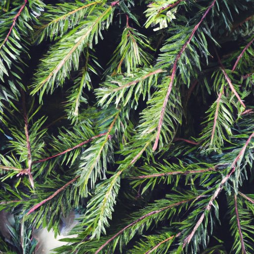 The Secret Science behind Evergreen Christmas Trees: Why They Stay Green All Year Round