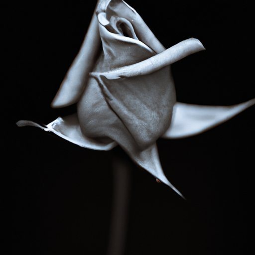 The Symbolism of Rosebud in Citizen Kane: Uncovering the Mystery Behind the Iconic Symbol