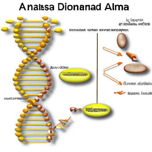 DNA: The Blueprint for Macromolecules