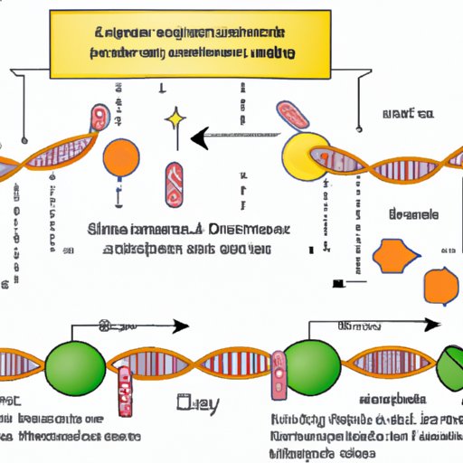 Exploring How DNA Replication Occurs During Which Phase of the Cell Cycle