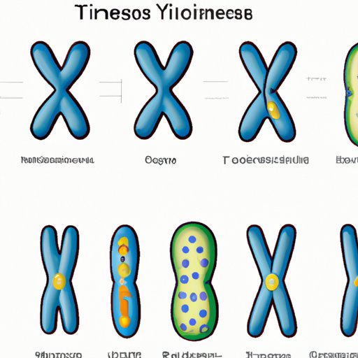 When Do Chromosomes First Become Visible? Understanding the Early Stages of Chromosome Formation