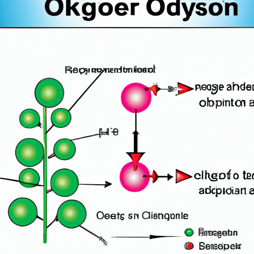 The Mystery of Photosynthesis: How Molecular Oxygen is Produced