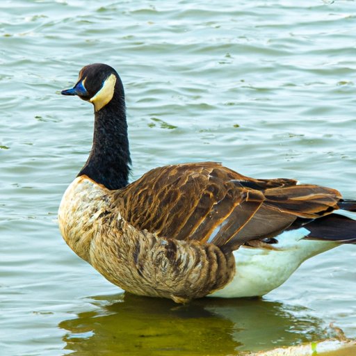 The Fascinating World of Waterfowl: Exploring the Family of Geese and Ducks