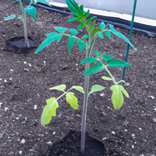 Tomato Plant Spacing: How to Maximize Your Harvest