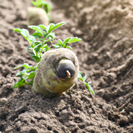 How Long Do Potatoes Take to Grow? Understanding the Potato Growing Timeline from Start to Finish